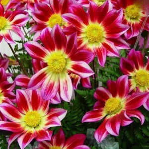 Dahlia Flower Seeds - 40 Count Mix, Heirloom, Pollinator Friendly, Open Pollinated - Image 16