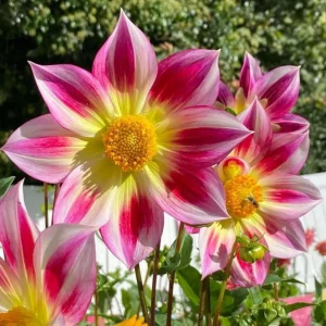 Dahlia Flower Seeds - 40 Count Mix, Heirloom, Pollinator Friendly, Open Pollinated - Image 17