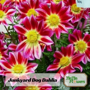 Dahlia Flower Seeds - 40 Count Mix, Heirloom, Pollinator Friendly, Open Pollinated - Image 2