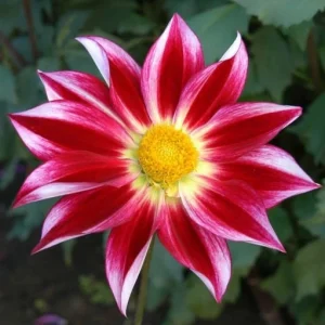 Dahlia Flower Seeds - 40 Count Mix, Heirloom, Pollinator Friendly, Open Pollinated - Image 5