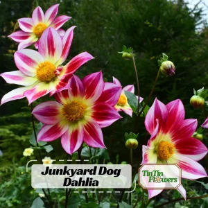 Dahlia Flower Seeds - 40 Count Mix, Heirloom, Pollinator Friendly, Open Pollinated - Image 1