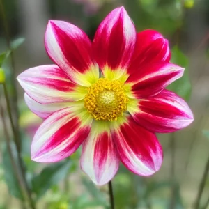 Dahlia Flower Seeds - 40 Count Mix, Heirloom, Pollinator Friendly, Open Pollinated - Image 6