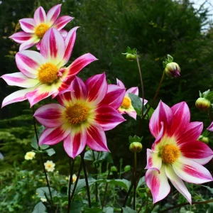 Dahlia Flower Seeds - 40 Count Mix, Heirloom, Pollinator Friendly, Open Pollinated - Image 7