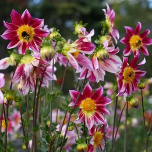 Dahlia Flower Seeds - 40 Count Mix, Heirloom, Pollinator Friendly, Open Pollinated - Image 8
