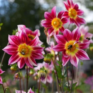 Dahlia Flower Seeds - 40 Count Mix, Heirloom, Pollinator Friendly, Open Pollinated - Image 9