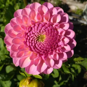 Dahlia Seeds - 40+ Perennial Heirloom Flower Seed Mix - Pollinator Friendly - Image 10