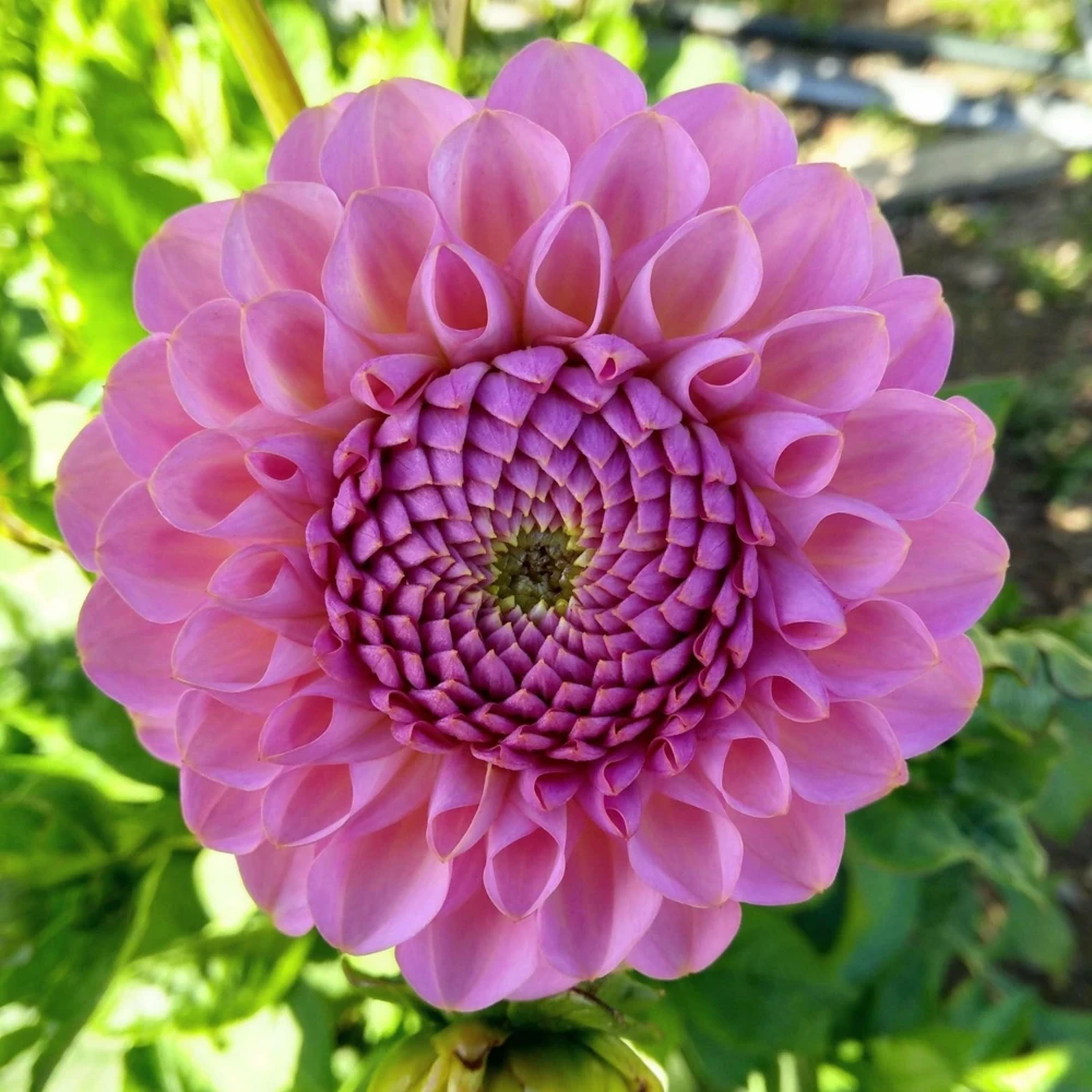 Dahlia Seeds - 40+ Perennial Heirloom Flower Seed Mix - Pollinator Friendly - Image 11