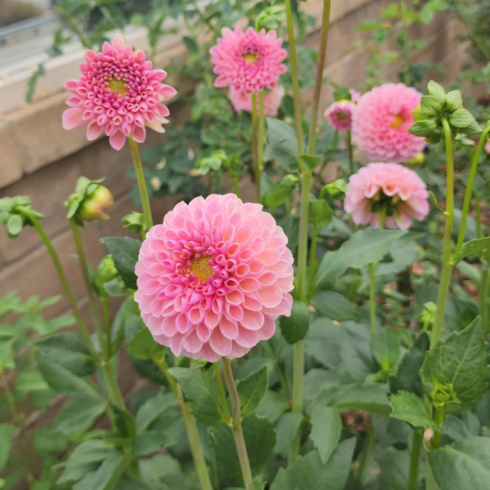 Dahlia Seeds - 40+ Perennial Heirloom Flower Seed Mix - Pollinator Friendly - Image 12