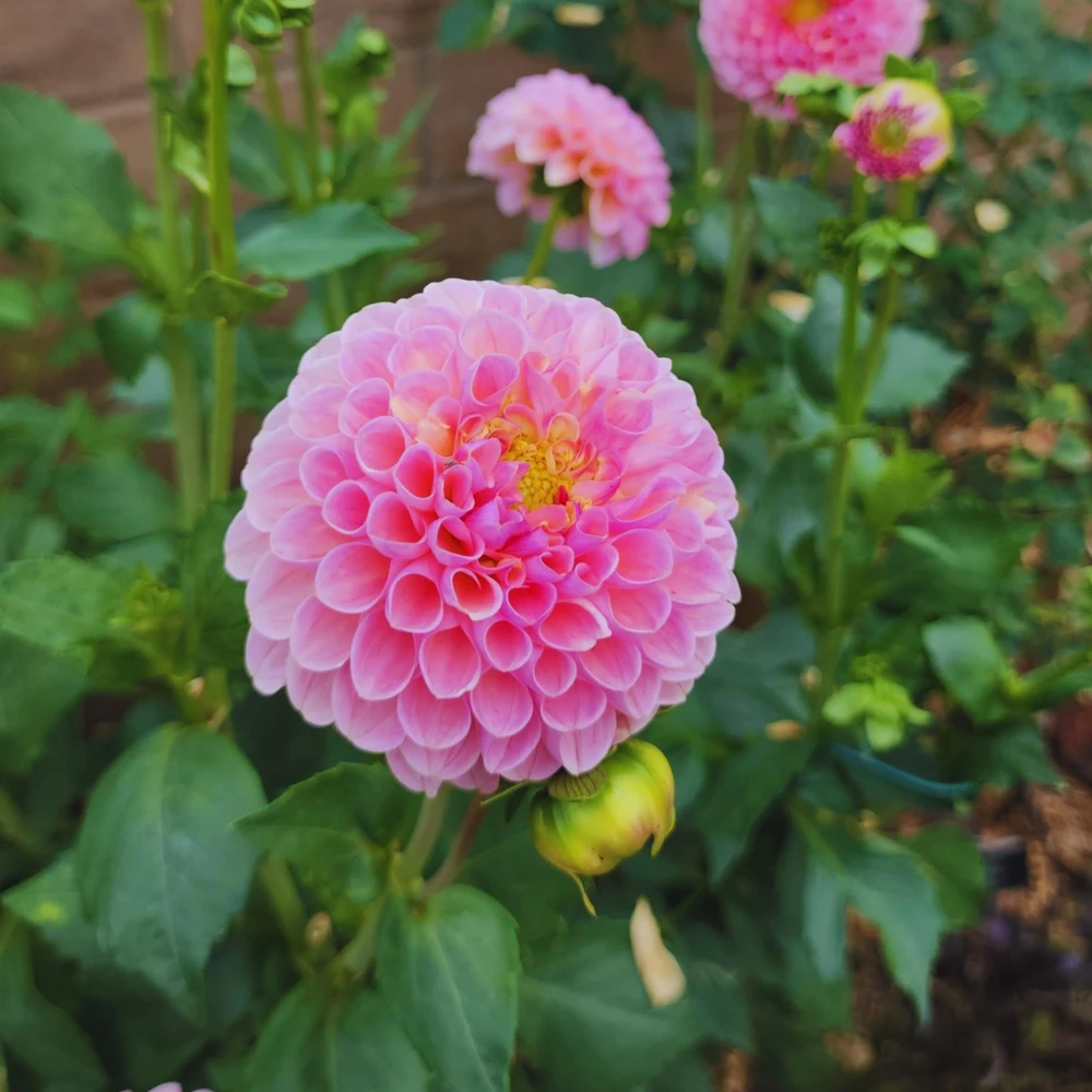 Dahlia Seeds - 40+ Perennial Heirloom Flower Seed Mix - Pollinator Friendly - Image 13