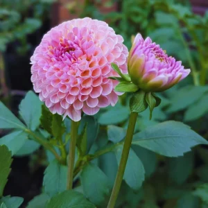 Dahlia Seeds - 40+ Perennial Heirloom Flower Seed Mix - Pollinator Friendly - Image 2