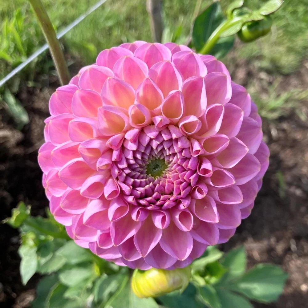 Dahlia Seeds - 40+ Perennial Heirloom Flower Seed Mix - Pollinator Friendly - Image 3