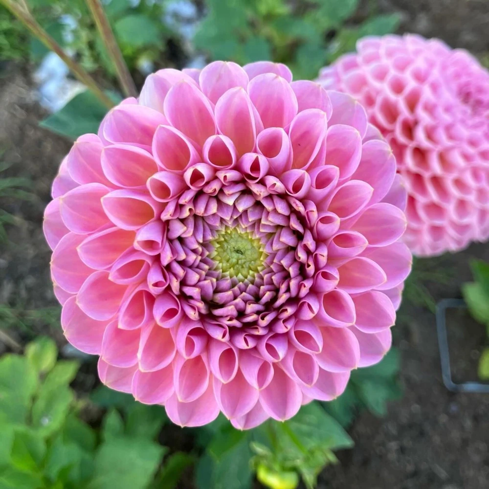 Dahlia Seeds - 40+ Perennial Heirloom Flower Seed Mix - Pollinator Friendly - Image 4