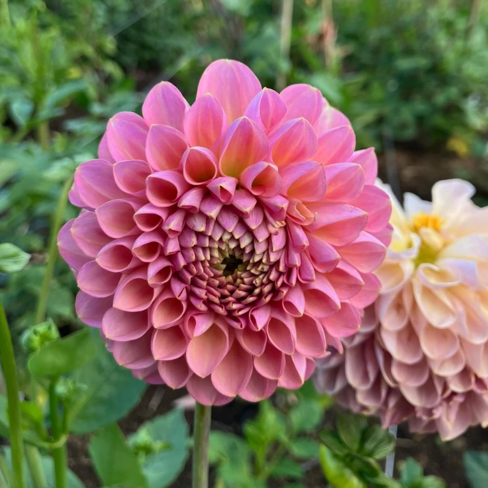 Dahlia Seeds - 40+ Perennial Heirloom Flower Seed Mix - Pollinator Friendly - Image 5