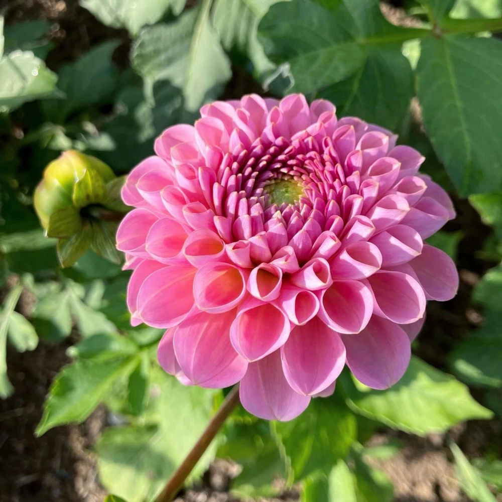 Dahlia Seeds - 40+ Perennial Heirloom Flower Seed Mix - Pollinator Friendly - Image 6