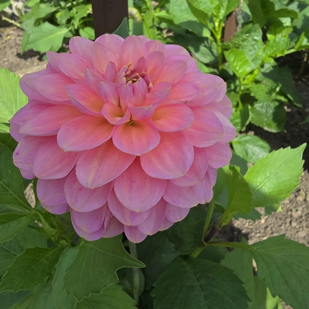 Dahlia Seeds - 40+ Perennial Heirloom Flower Seed Mix - Pollinator Friendly - Image 7