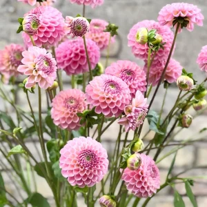 Dahlia Seeds - 40+ Perennial Heirloom Flower Seed Mix - Pollinator Friendly - Image 8