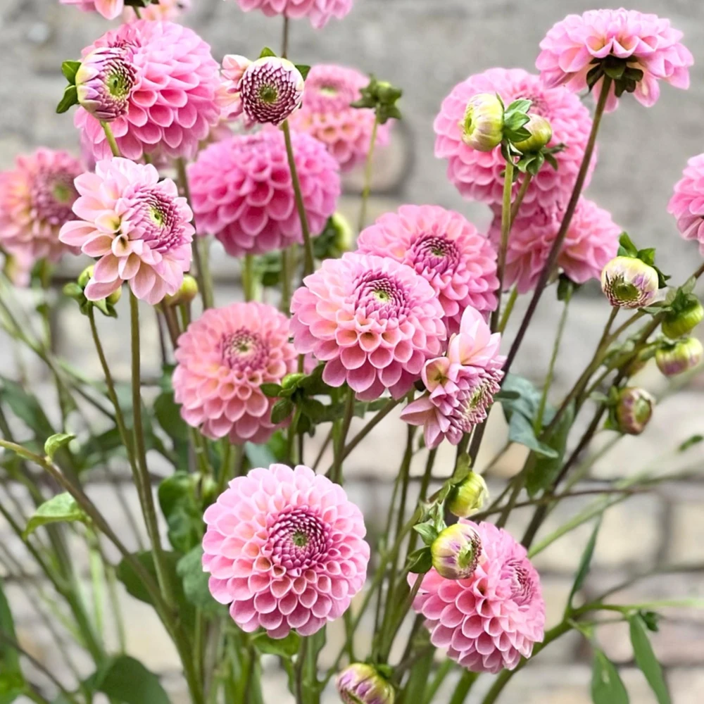 Dahlia Seeds - 40+ Perennial Heirloom Flower Seed Mix - Pollinator Friendly - Image 8