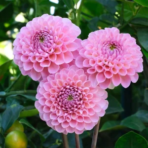 Dahlia Seeds - 40+ Perennial Heirloom Flower Seed Mix - Pollinator Friendly - Image 9