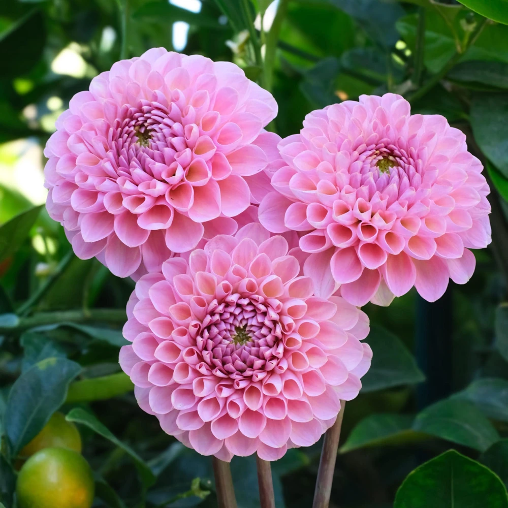 Dahlia Seeds - 40+ Perennial Heirloom Flower Seed Mix - Pollinator Friendly - Image 9