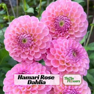 Dahlia Seeds - 40+ Perennial Heirloom Flower Seed Mix - Pollinator Friendly - Image 1