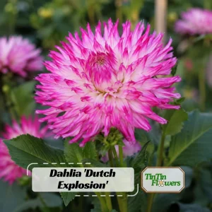 Dahlia Seeds Dutch Explosion - Vibrant Bicolor Blooms - 40 Seeds - Outdoor Cut Flower Garden - Image 1