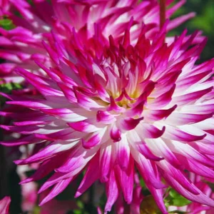 Dahlia Seeds Dutch Explosion - Vibrant Bicolor Blooms - 40 Seeds - Outdoor Cut Flower Garden - Image 2