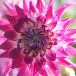 Dahlia Seeds Dutch Explosion - Vibrant Bicolor Blooms - 40 Seeds - Outdoor Cut Flower Garden - Image 3