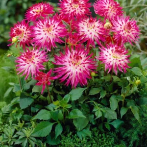 Dahlia Seeds Dutch Explosion - Vibrant Bicolor Blooms - 40 Seeds - Outdoor Cut Flower Garden - Image 4
