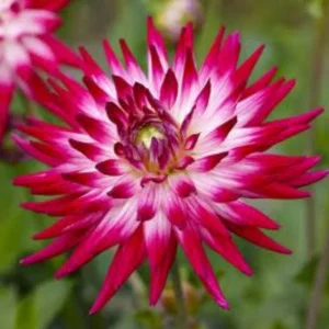 Dahlia Seeds Dutch Explosion - Vibrant Bicolor Blooms - 40 Seeds - Outdoor Cut Flower Garden - Image 5