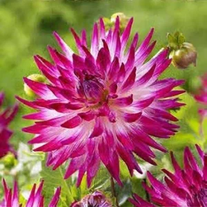 Dahlia Seeds Dutch Explosion - Vibrant Bicolor Blooms - 40 Seeds - Outdoor Cut Flower Garden - Image 6