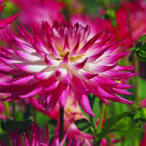 Dahlia Seeds Dutch Explosion - Vibrant Bicolor Blooms - 40 Seeds - Outdoor Cut Flower Garden - Image 8