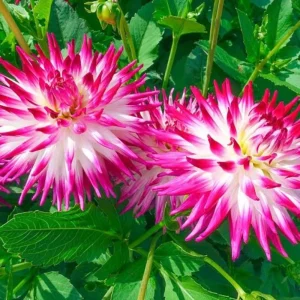 Dahlia Seeds Dutch Explosion - Vibrant Bicolor Blooms - 40 Seeds - Outdoor Cut Flower Garden - Image 9