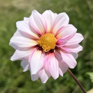 Dahlia Seeds - Edge of Joy Pink & White Bicolor Blooms - Ornamental Cut Flower - 40+ Seeds - Image 10