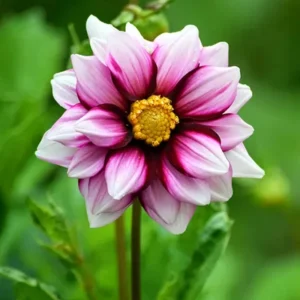 Dahlia Seeds - Edge of Joy Pink & White Bicolor Blooms - Ornamental Cut Flower - 40+ Seeds - Image 11
