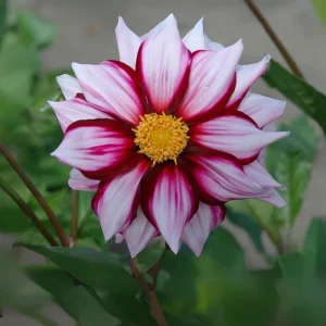 Dahlia Seeds - Edge of Joy Pink & White Bicolor Blooms - Ornamental Cut Flower - 40+ Seeds - Image 12