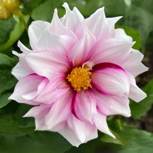 Dahlia Seeds - Edge of Joy Pink & White Bicolor Blooms - Ornamental Cut Flower - 40+ Seeds - Image 13