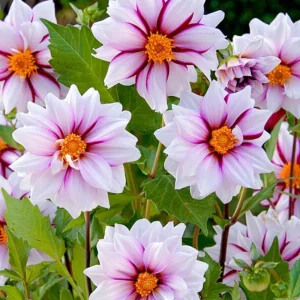 Dahlia Seeds - Edge of Joy Pink & White Bicolor Blooms - Ornamental Cut Flower - 40+ Seeds - Image 14