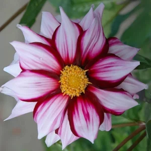 Dahlia Seeds - Edge of Joy Pink & White Bicolor Blooms - Ornamental Cut Flower - 40+ Seeds - Image 15