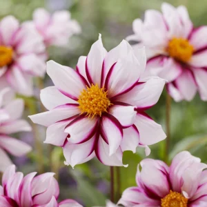Dahlia Seeds - Edge of Joy Pink & White Bicolor Blooms - Ornamental Cut Flower - 40+ Seeds - Image 16