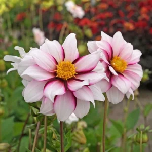 Dahlia Seeds - Edge of Joy Pink & White Bicolor Blooms - Ornamental Cut Flower - 40+ Seeds - Image 2