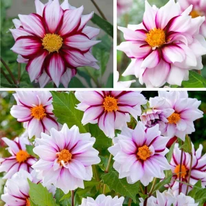 Dahlia Seeds - Edge of Joy Pink & White Bicolor Blooms - Ornamental Cut Flower - 40+ Seeds - Image 3