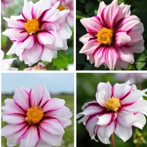 Dahlia Seeds - Edge of Joy Pink & White Bicolor Blooms - Ornamental Cut Flower - 40+ Seeds - Image 4