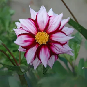 Dahlia Seeds - Edge of Joy Pink & White Bicolor Blooms - Ornamental Cut Flower - 40+ Seeds - Image 5