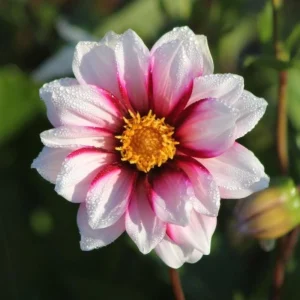 Dahlia Seeds - Edge of Joy Pink & White Bicolor Blooms - Ornamental Cut Flower - 40+ Seeds - Image 6