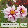Dahlia Seeds - Edge of Joy Pink & White Bicolor Blooms - Ornamental Cut Flower - 40+ Seeds - Image 1