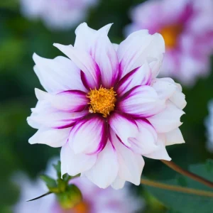 Dahlia Seeds - Edge of Joy Pink & White Bicolor Blooms - Ornamental Cut Flower - 40+ Seeds - Image 7