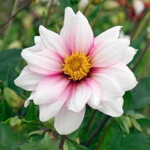 Dahlia Seeds - Edge of Joy Pink & White Bicolor Blooms - Ornamental Cut Flower - 40+ Seeds - Image 8