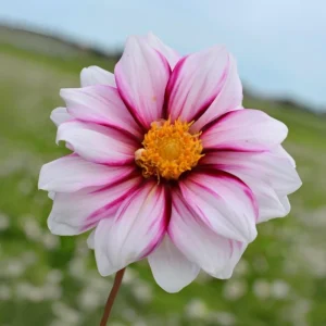 Dahlia Seeds - Edge of Joy Pink & White Bicolor Blooms - Ornamental Cut Flower - 40+ Seeds - Image 9