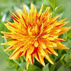 Dahlia Seeds Mix - 40+ Pollinator Friendly, Open Pollinated Heirloom Flower Seeds - Image 10