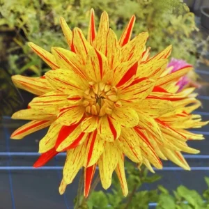 Dahlia Seeds Mix - 40+ Pollinator Friendly, Open Pollinated Heirloom Flower Seeds - Image 11